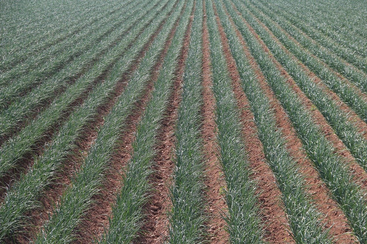 Découvrez Hectarea, la plateforme innovante qui révolutionne l’investissement dans la terre agricole