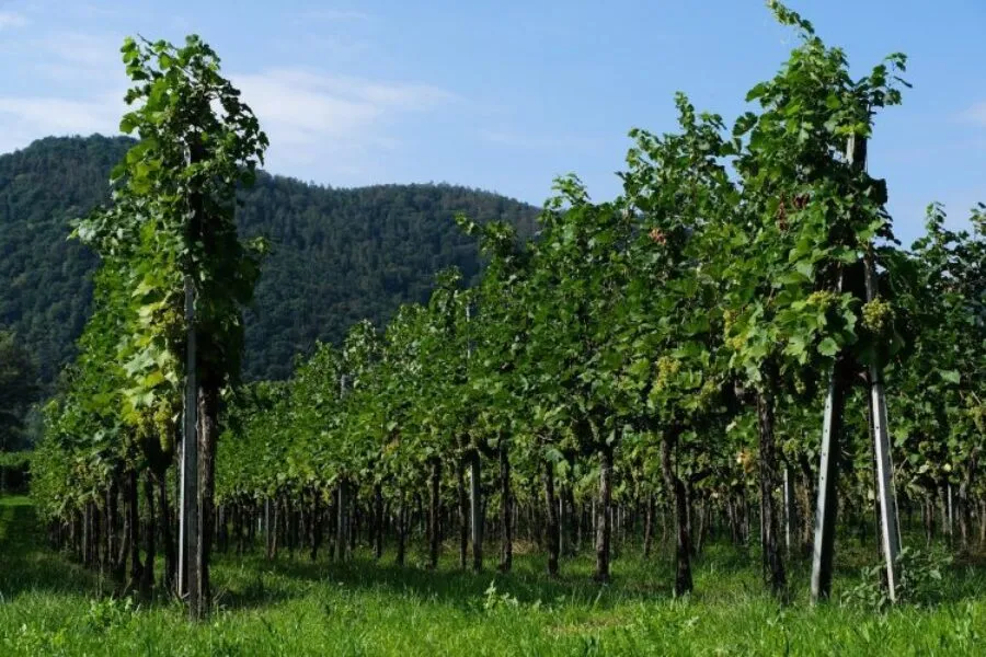 Comment_déterminer_la_valeur_d’une_propriété_viticole?