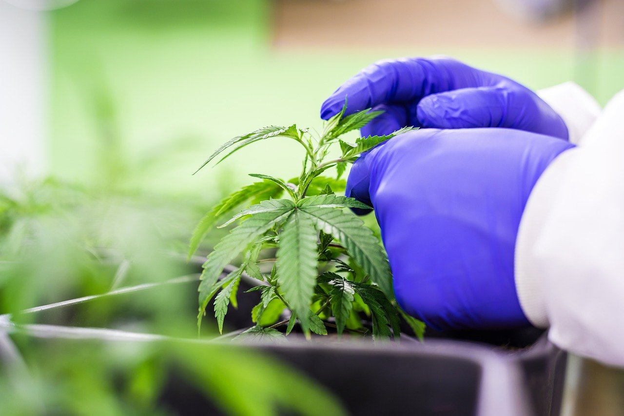 Les divers visages du chanvre en France